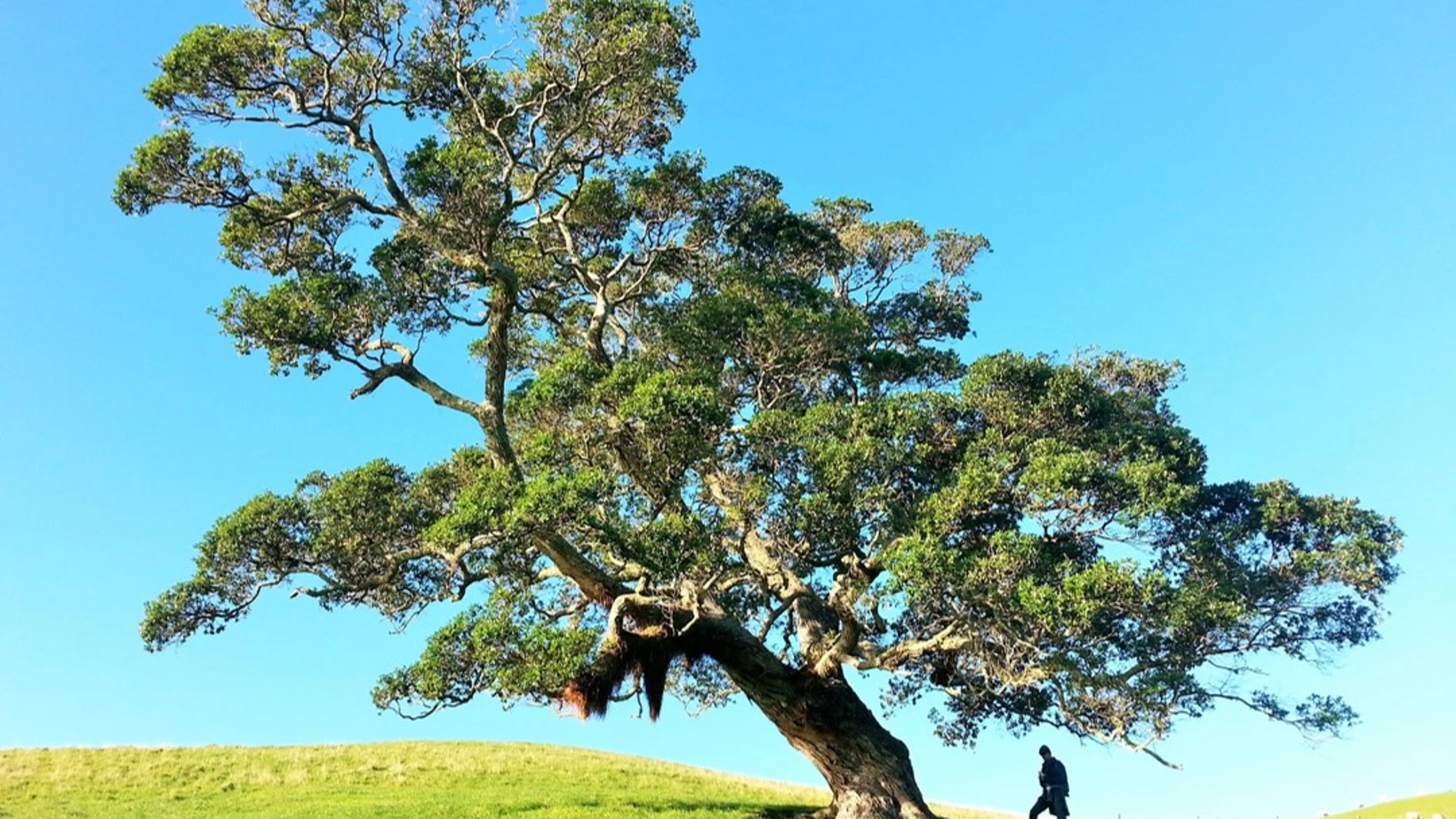 Un árbol inclinado sobre un terreno de hierba, con una persona aproximándose al árbol. Al fondo se ve el cielo azul