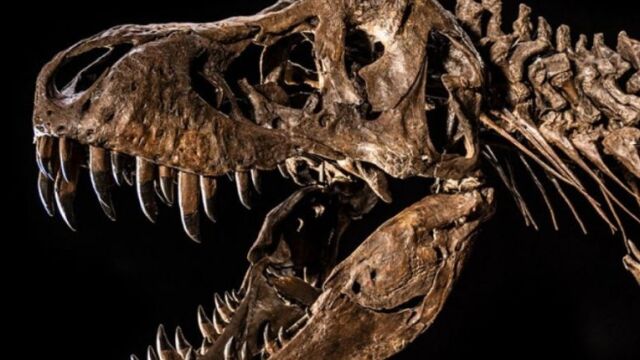 Shen, primer tiranosaurio en ser subastado en Asia.