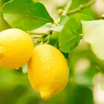 ASAJA Murcia destaca el “buen comienzo” la actual campaña de limón español