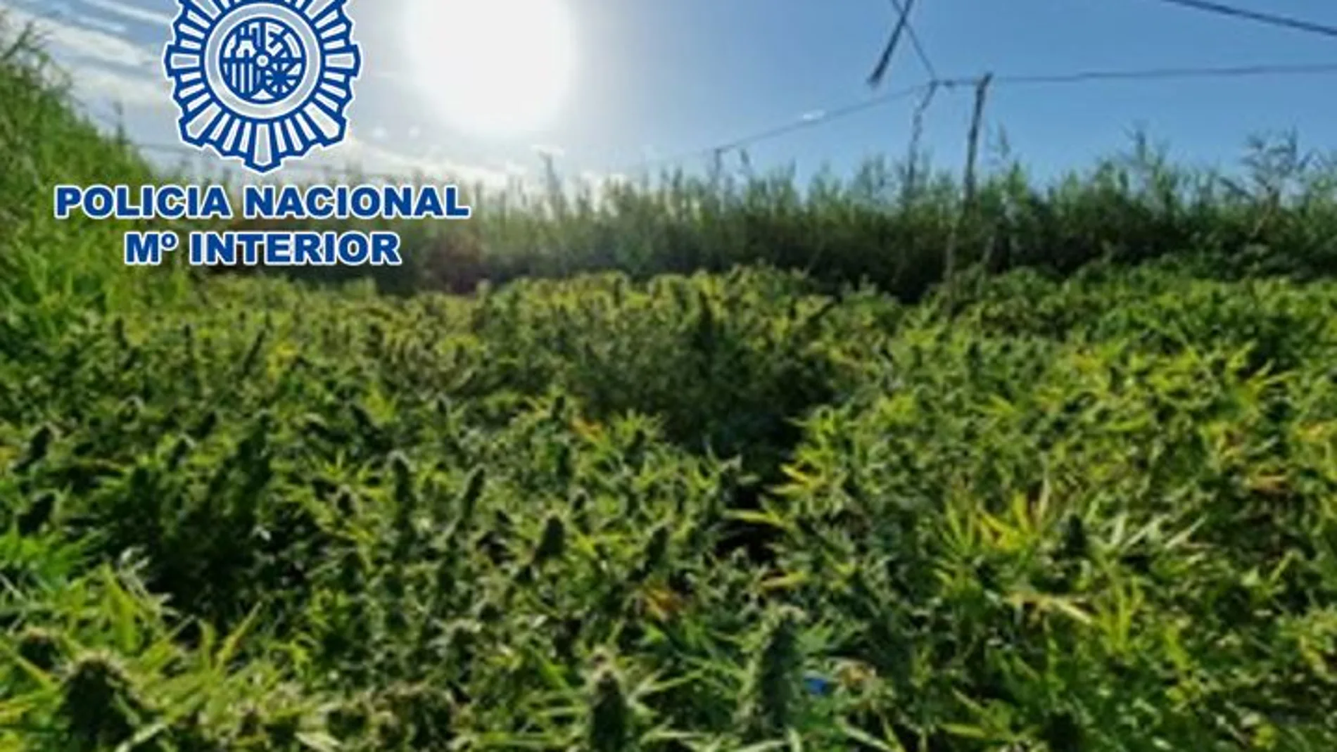 Plantación exterior de marihuanaPOLICÍA NACIONAL