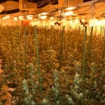 Desmantelan la mayor plantación indoor de la ciudad de Palencia