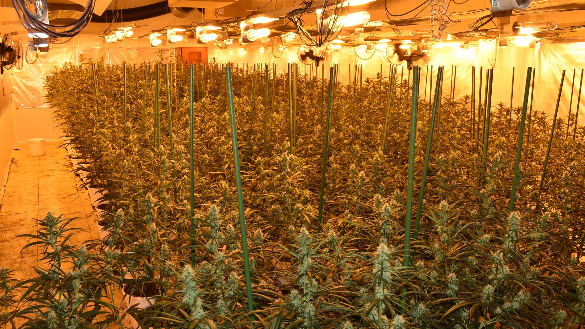 Desmantelan la mayor plantación indoor de la ciudad de Palencia