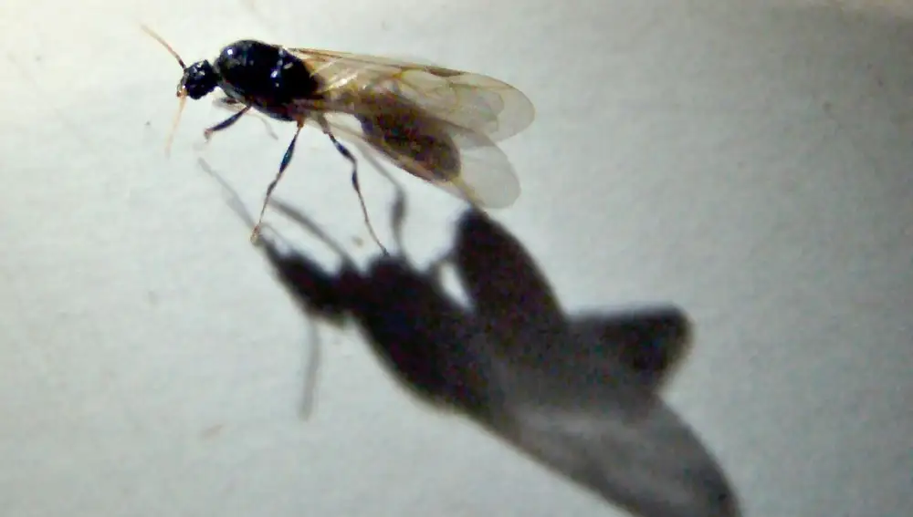 Hormiga voladora