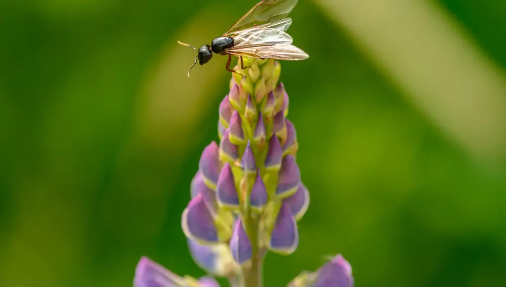 Hormiga voladora sobre una planta