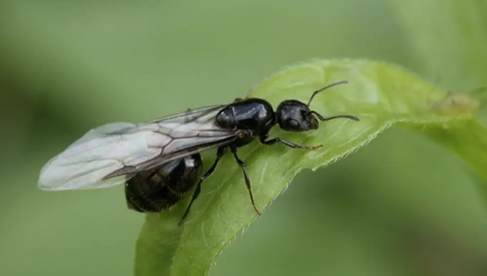 Hormiga con alas en una hoja