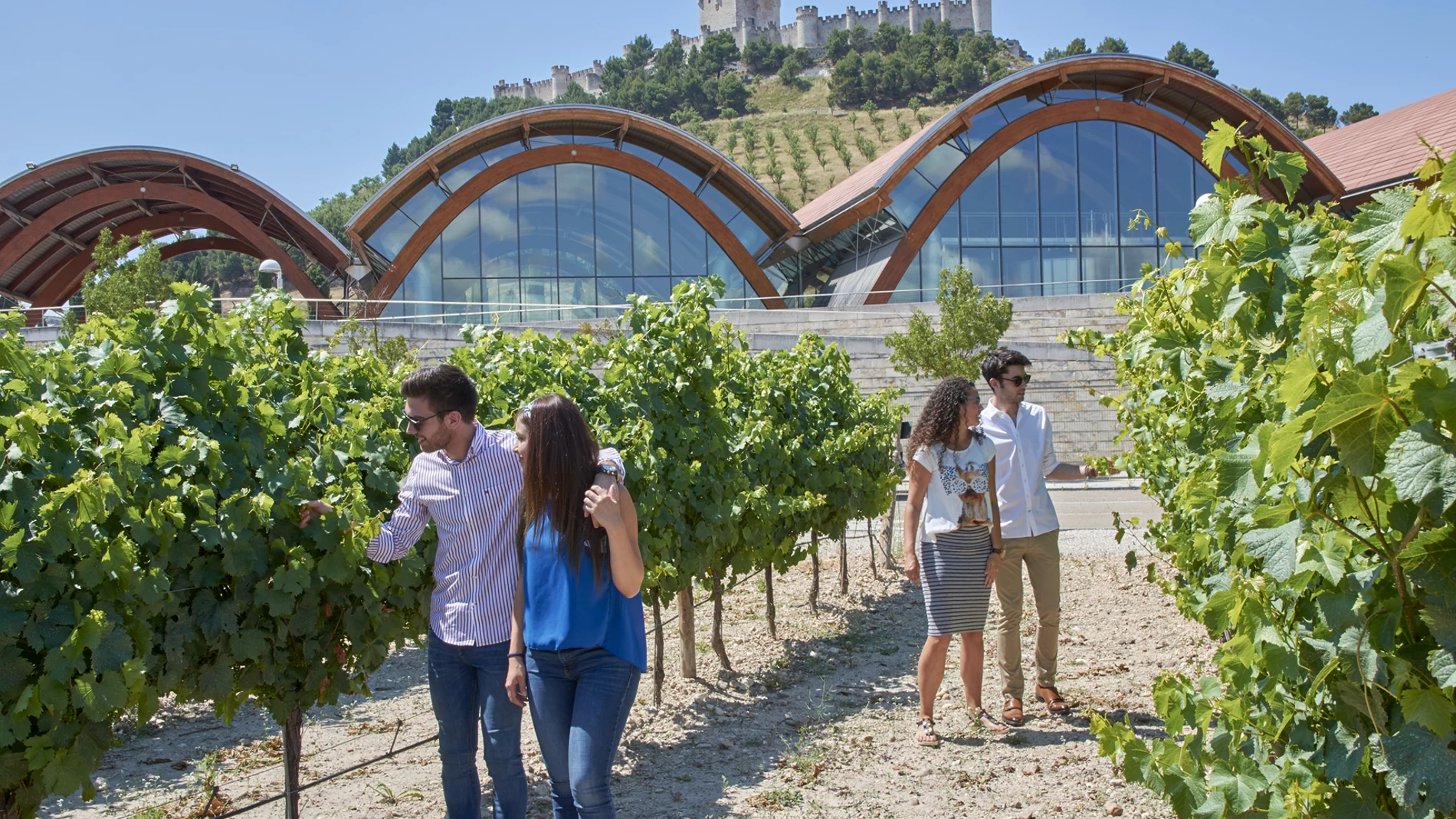 Vendimia en Bodegas Protos