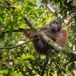 Orangután en el Área de Conservación del Valle Danum, en el Borneo de Malasia