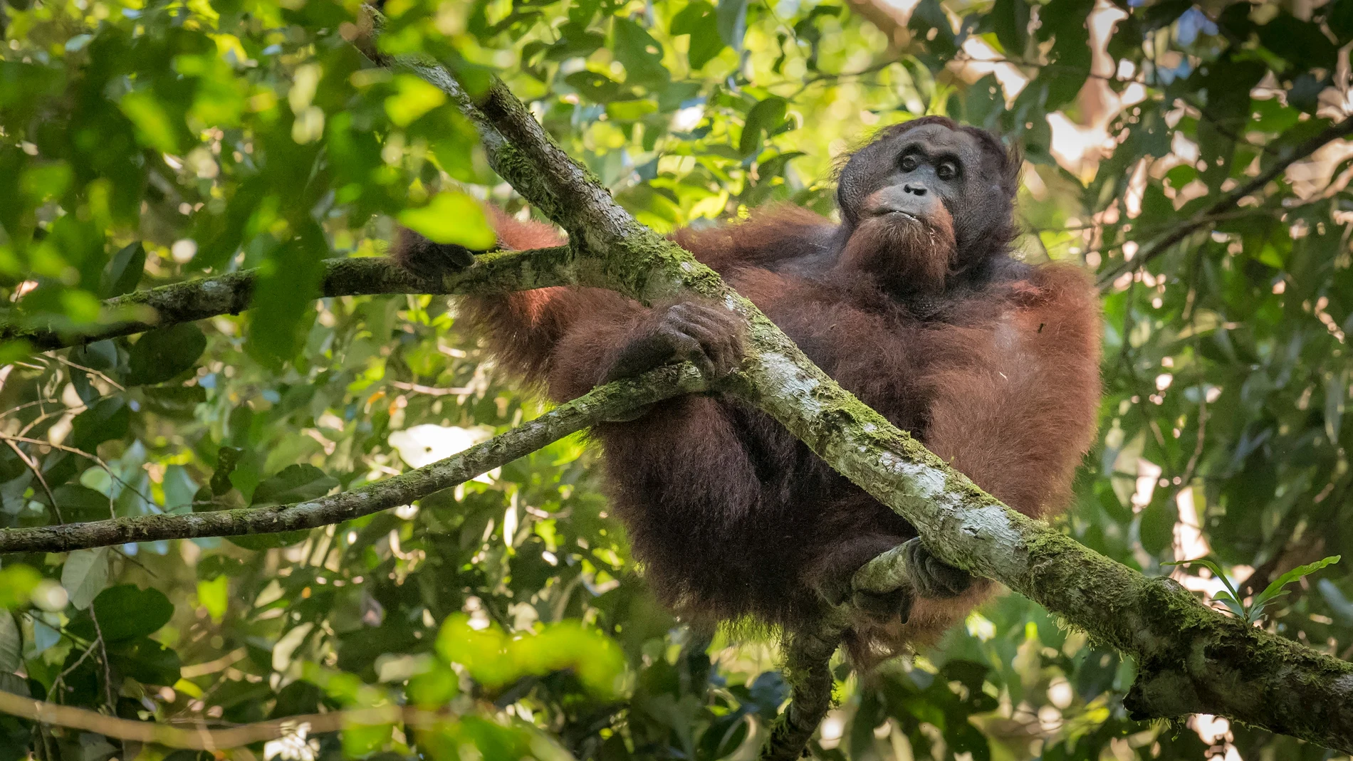 Orangután en el Área de Conservación del Valle Danum, en el Borneo de Malasia