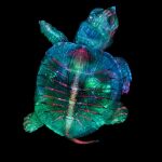 Embrión de tortuga. Primer puesto 2019.
