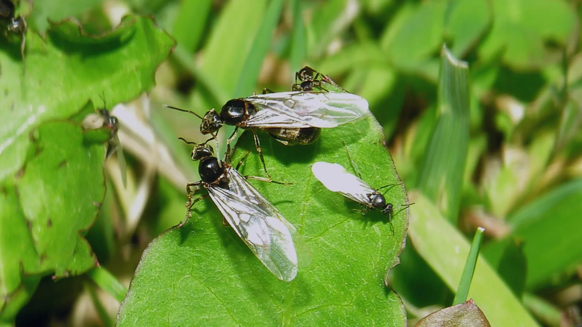 Hormigas voladoras sobre una hoja