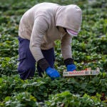 Un trabajador revisa un cultivo dentro de una empresa de agricultura ecológica