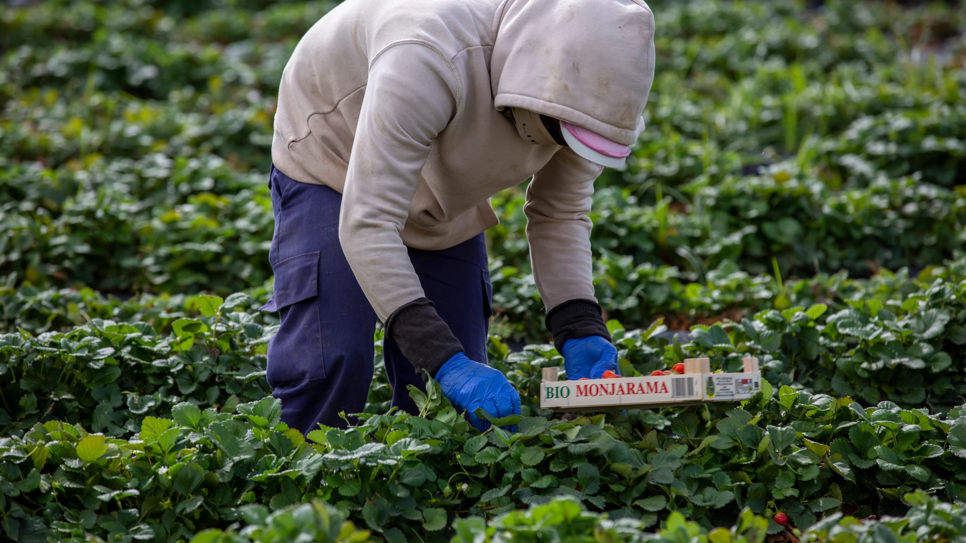 Un trabajador revisa un cultivo dentro de una empresa de agricultura ecológica, en pleno debate sobre la incorporación de nuevas tecnologías al mundo agrario