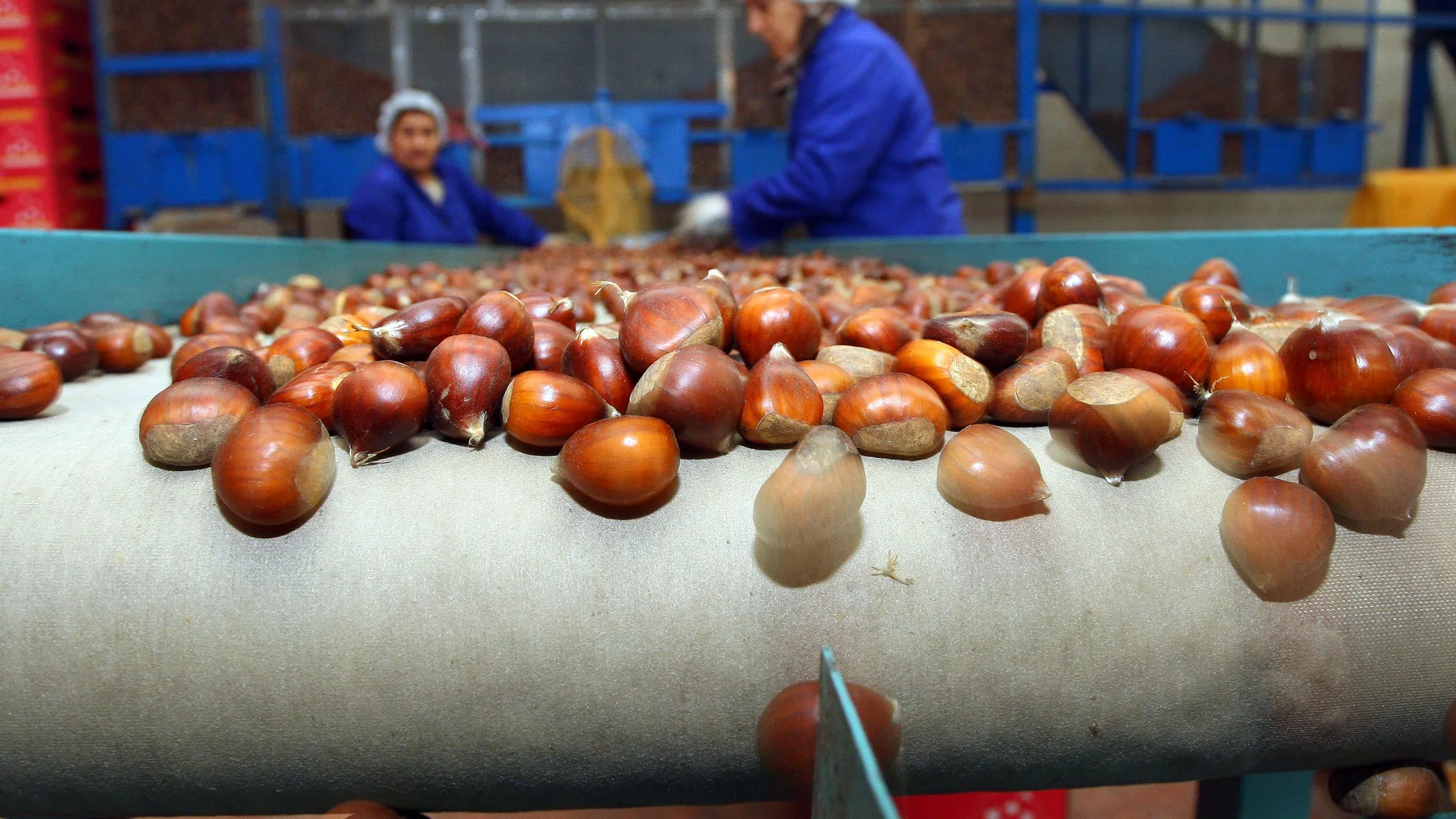 La cooperativa Gistredo de la localidad berciana de Noceda (León) comercializa castañas con el etiquetado de Marca de Garantía