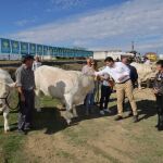 El presidente de la Junta de Castilla y León, Alfonso Fernández Mañueco, participa en el acto institucional de inauguración de la Feria de Ganado de la I Semana Internacional de la Carne