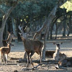 Ciervos en el monte el Viejo de Palencia