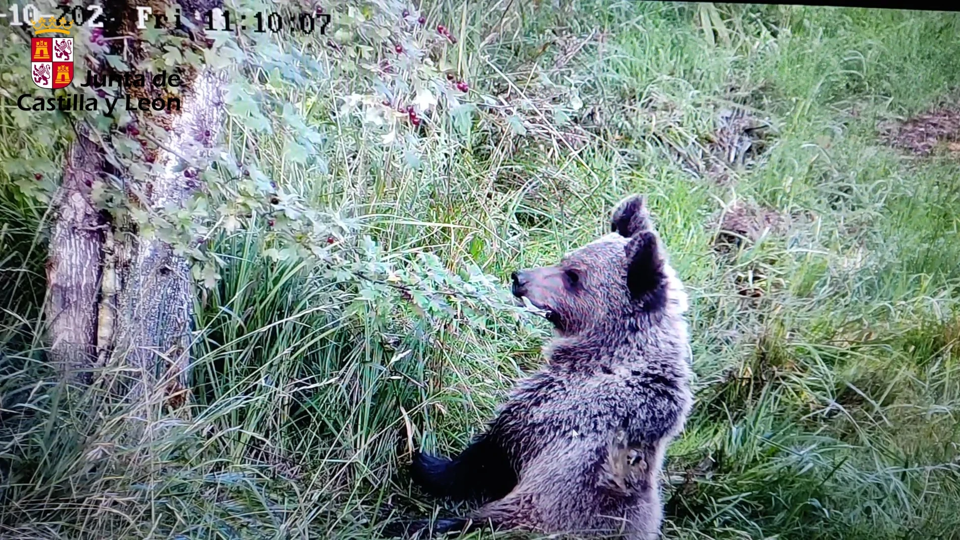 El osezno en las instalaciones de Valmesana (León)