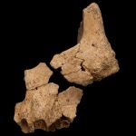 Cara parcial de un homínido hallada en el yacimiento de la Sima del Elefante (sierra de Atapuerca) la pasada campaña