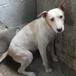 Un perro maltratado