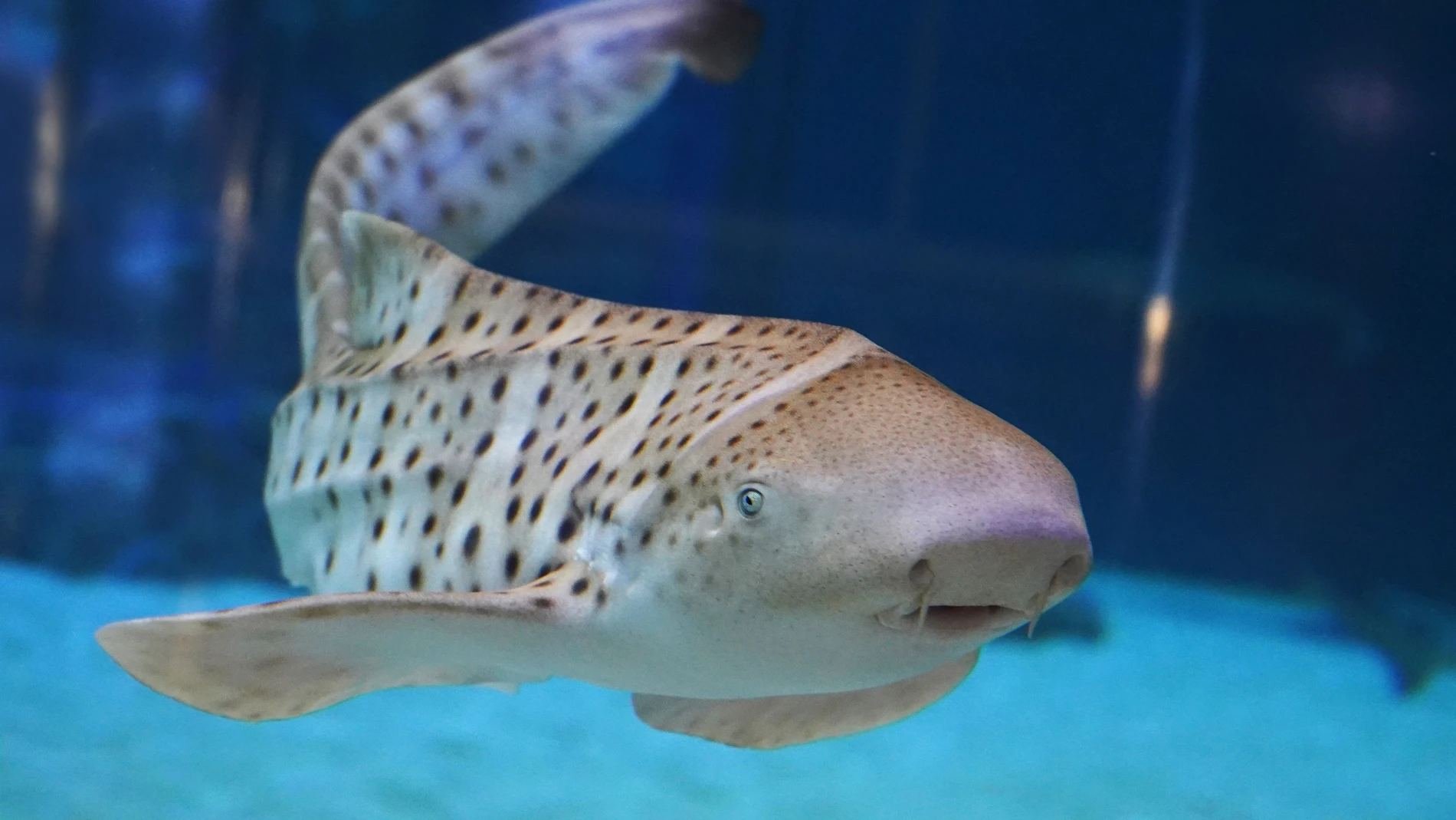 Tiburón cebraOCEANOGRÀFIC (Foto de ARCHIVO)