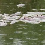 La organización Ecologistas en Acción ha denunciado la aparición de miles de peces muertos. EFE/Ecologistas en Acción </picture></a><div class=
