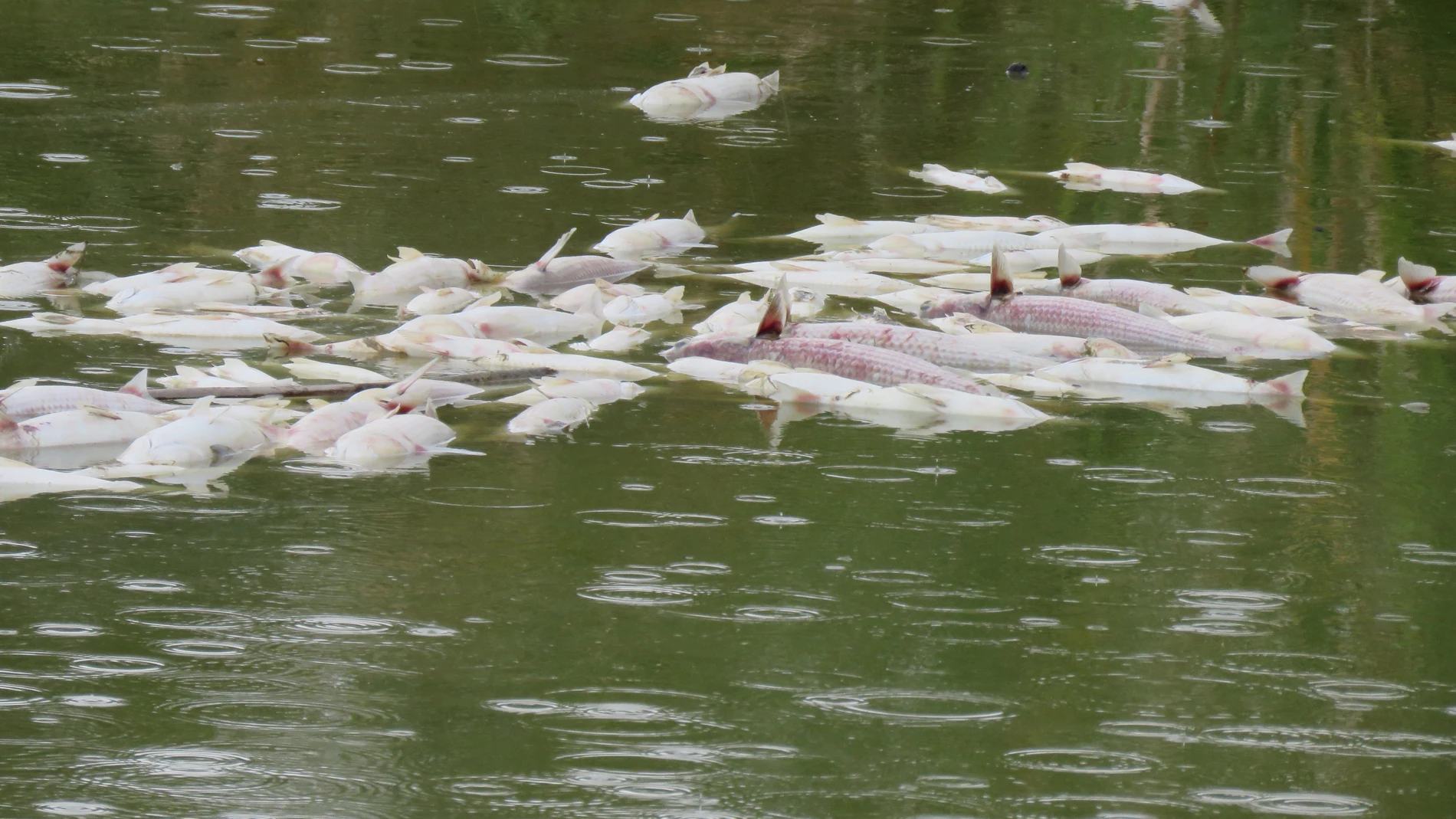 La organización Ecologistas en Acción ha denunciado la aparición de miles de peces muertos. EFE/Ecologistas en Acción