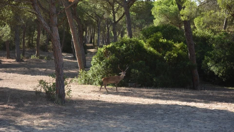Ciervo en Doñana, muy próximo a Sanlúcar de Barrameda