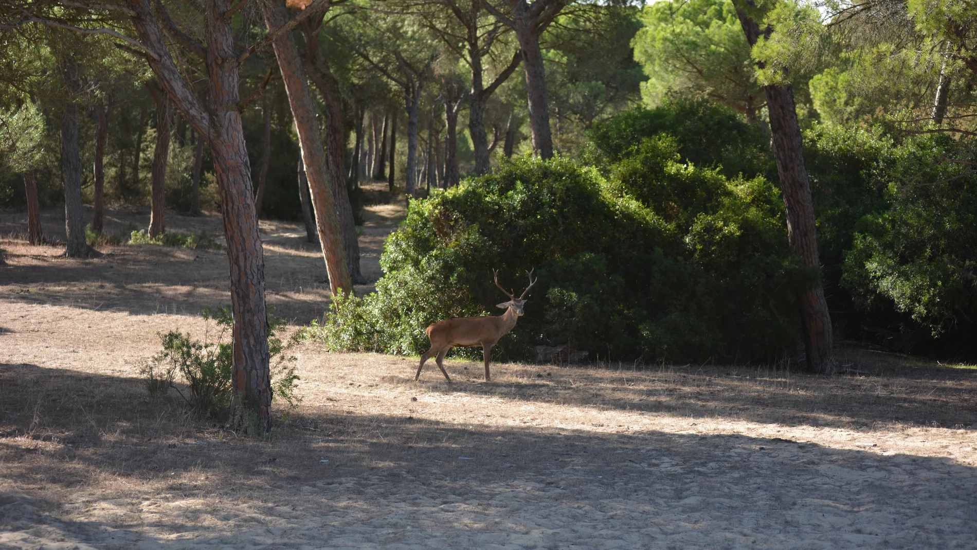 Ciervo en Doñana, muy próximo a Sanlúcar de Barrameda