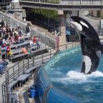 La orca, en acción