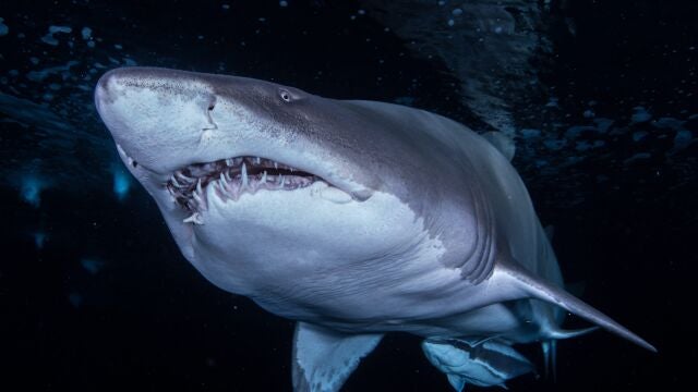 Tiburón Toro