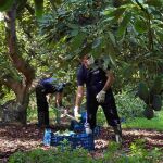 La campaña de aguacate en la provincia de Málaga ha sido una de las más afectadas por la falta de agua