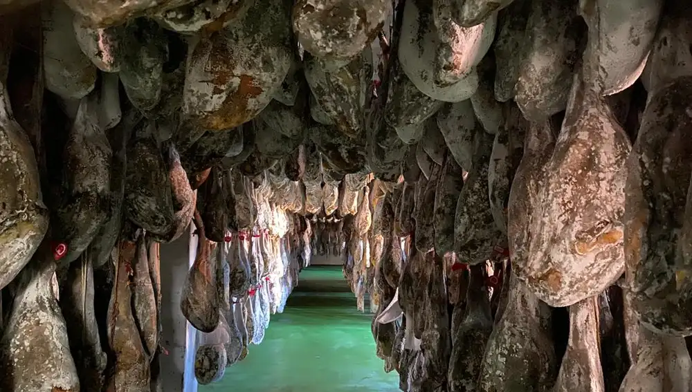 Todos son curados en sus secaderos naturales, ubicados enGuijuelo (Salamanca).