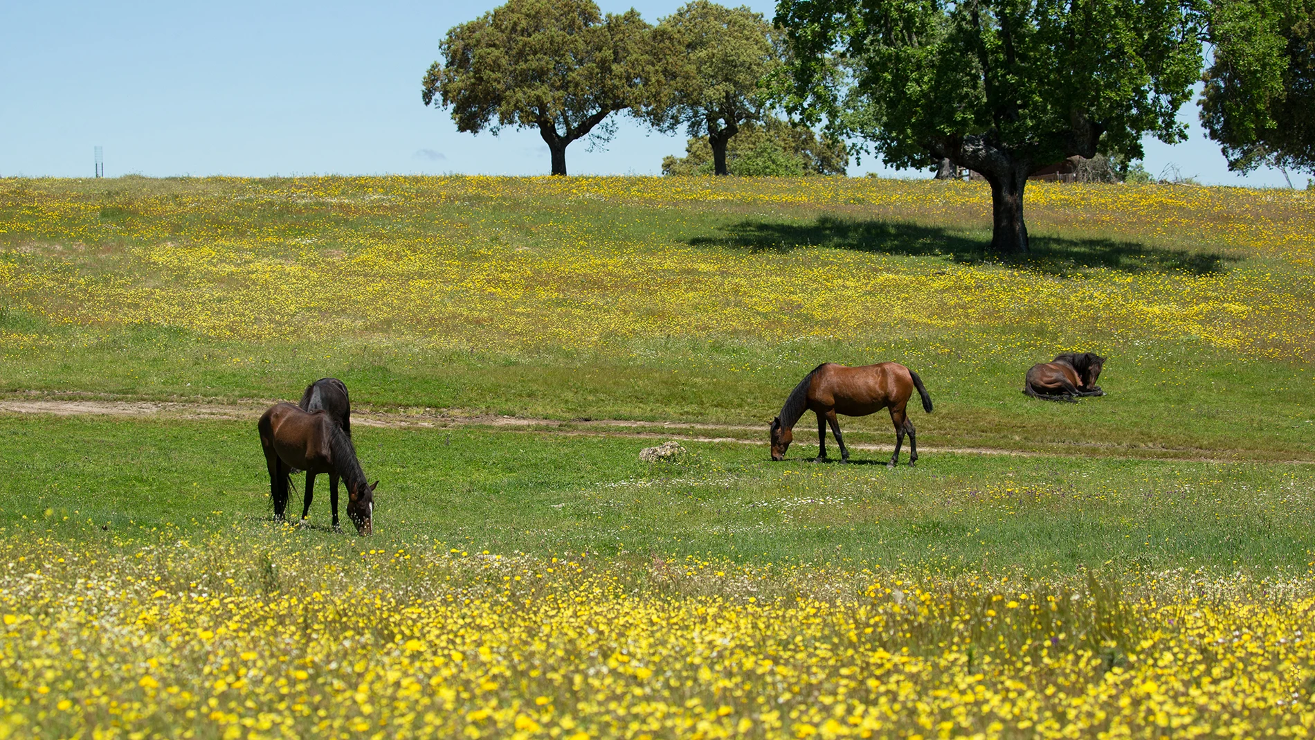 Ejemplares de caballos de las retuertas en la Reserva Biológica Campanarios de Azaba