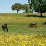 Ejemplares de caballos de las retuertas en la Reserva Biológica Campanarios de Azaba