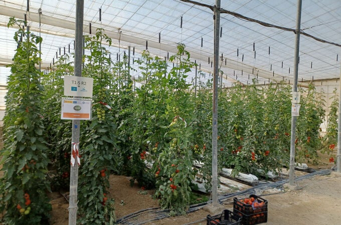 Interior de un invernadero almeriense productor de tomates