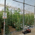 Interior de un invernadero almeriense productor de tomates