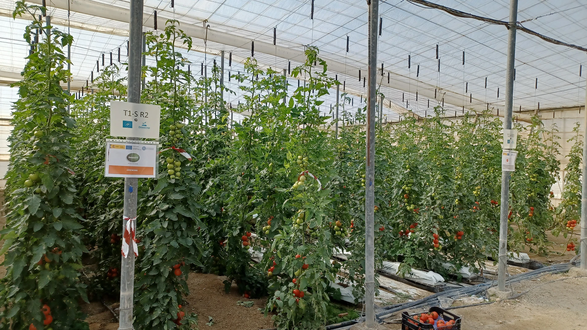 Interior de un invernadero almeriense productor de tomates