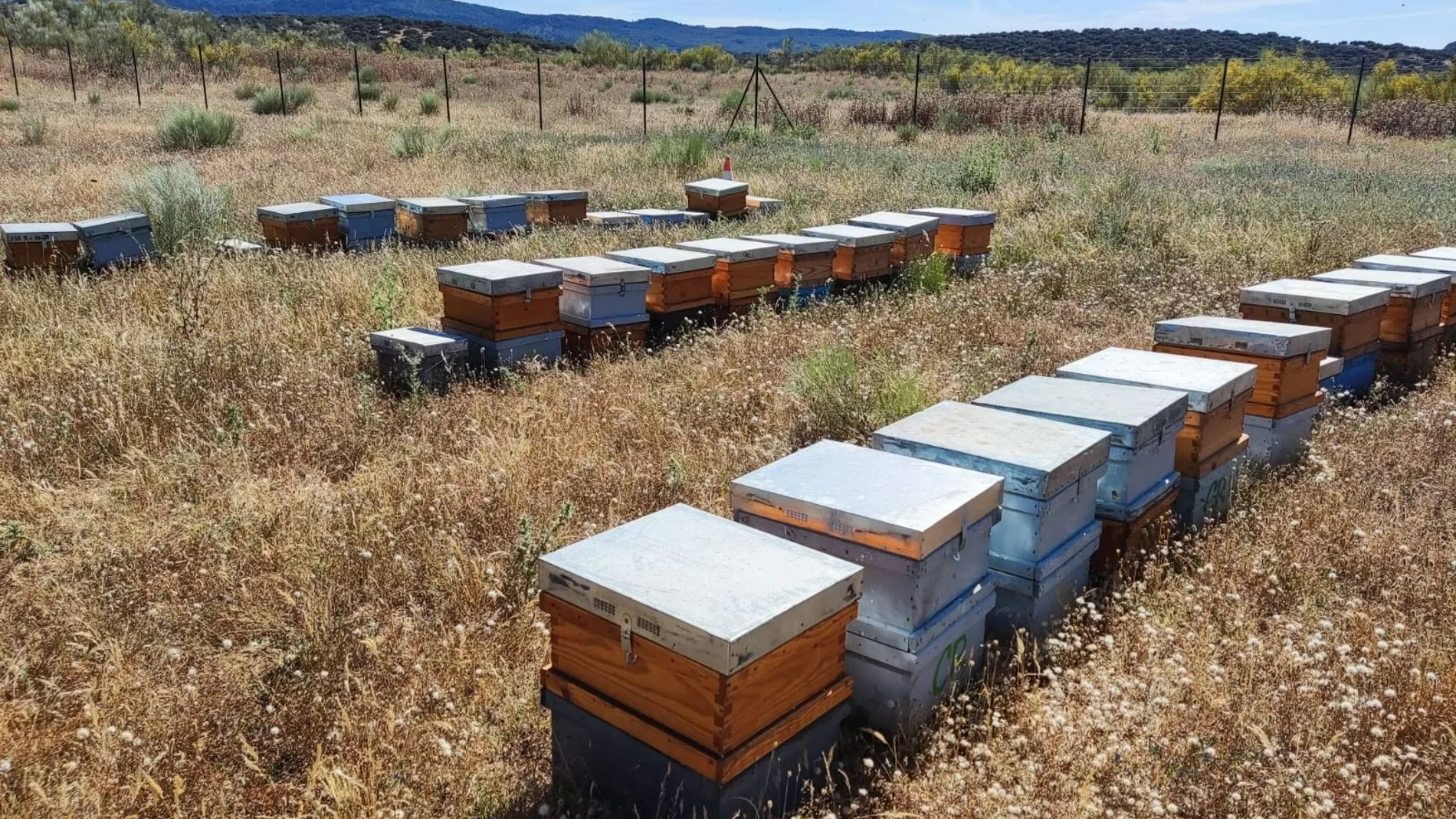 Las plantas fotovoltaicas son lugares idóneos para generar miel pura, ofreciendo a los apicultores espacios seguros, libres de robos y plaguicidas