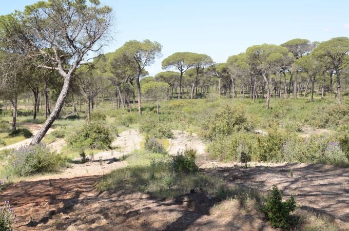 UNEI apoya a Plant for the Planet en la reforestación del entorno de Doñaña afectado por el incendio de 2017. UNEI