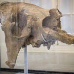 Fotografía del fósil de un cráneo de un perezoso gigante hallado en Uruguay, el 23 de septiembre de 2022, en Montevideo (Uruguay).