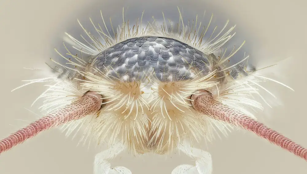 Detalle del Lepisma saccharina o pececillo plateado, come santos o cucaracha de agua.