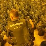 Agente de la Guardia Civil junto a una plantación de marihuana. GUARDIA CIVIL