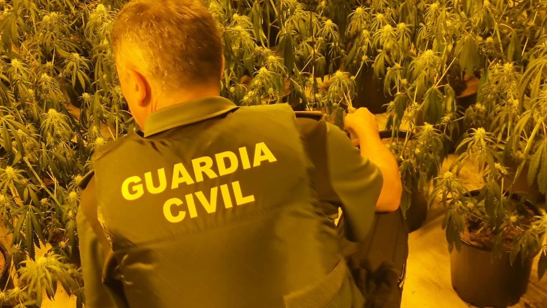 Agente de la Guardia Civil junto a una plantación de marihuana. GUARDIA CIVIL