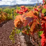 Explosión de colores ocres y rojizos que se adueñan de los viñedos de La Rioja