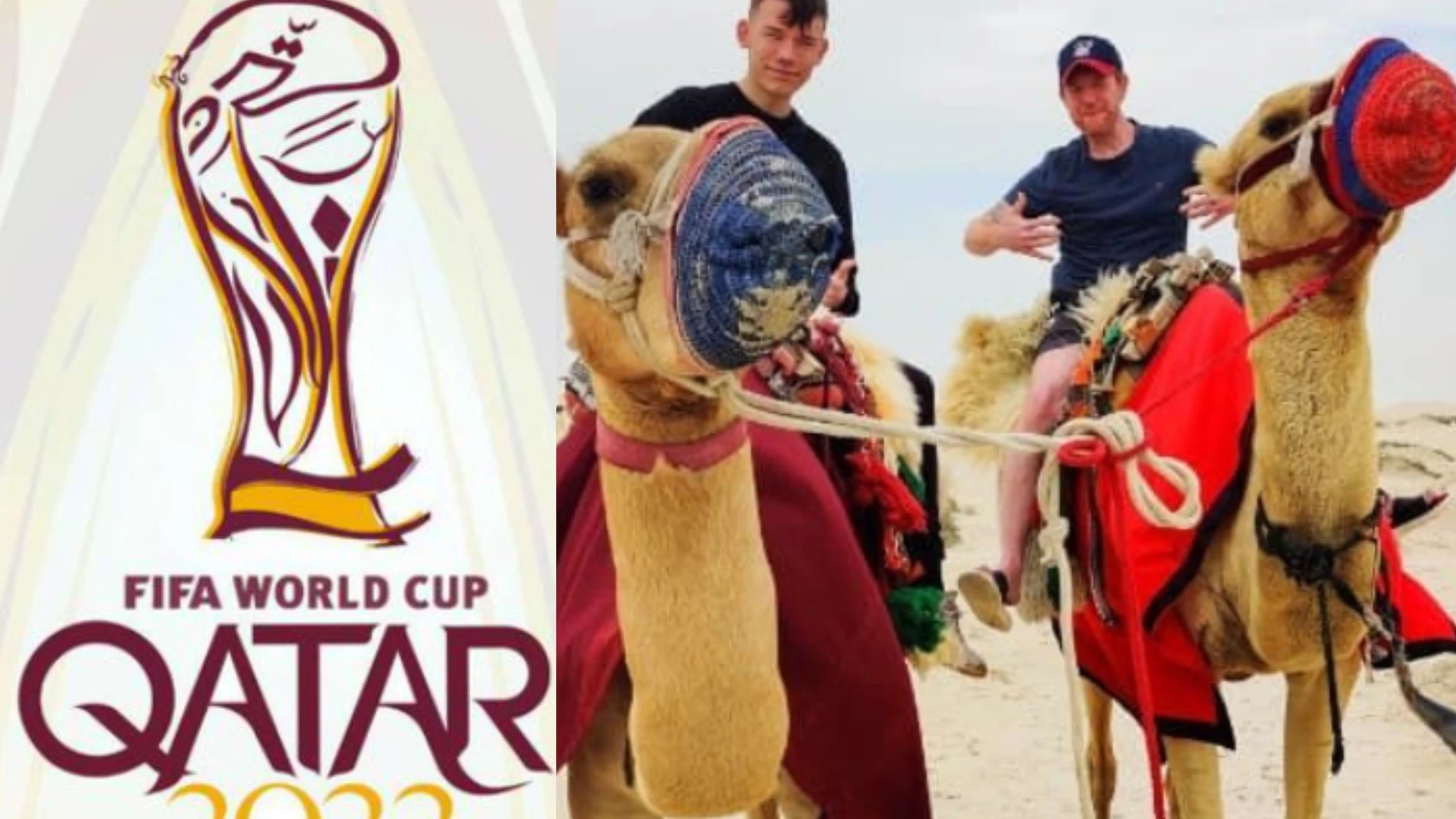 Advierten a los aficionados del Mundial del riesgo de acercarse a los camellos