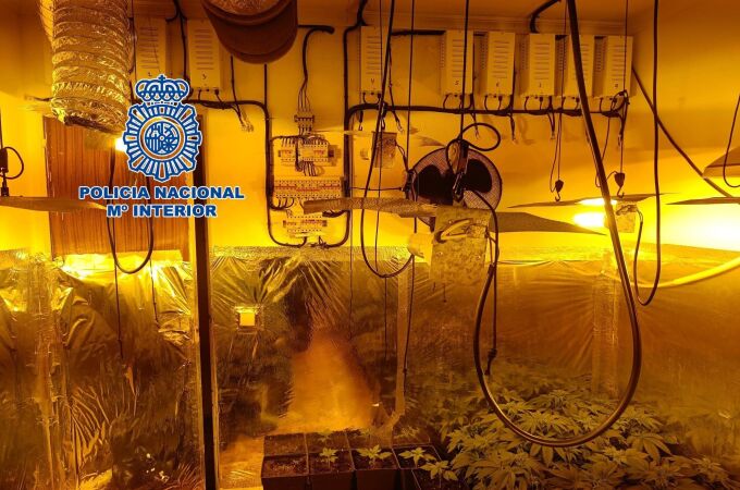 Operación contra la plantación de marihuana indoor en las Tres Mil Viviendas de Sevilla. POLICIA NACIONAL