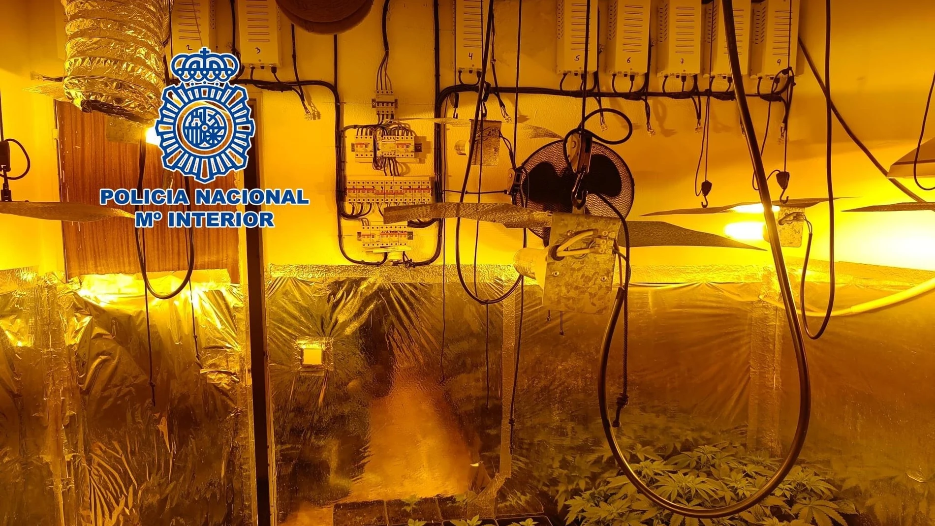 Operación contra la plantación de marihuana indoor en las Tres Mil Viviendas de Sevilla. POLICIA NACIONAL