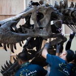 Operarios instalan el fósil de un Tiranoasaurio para su subasta