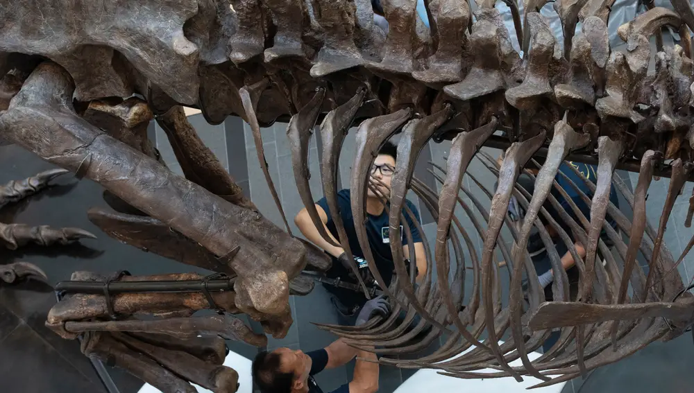 Operarios instalan los restos de un Tiranosaurio para su subasta