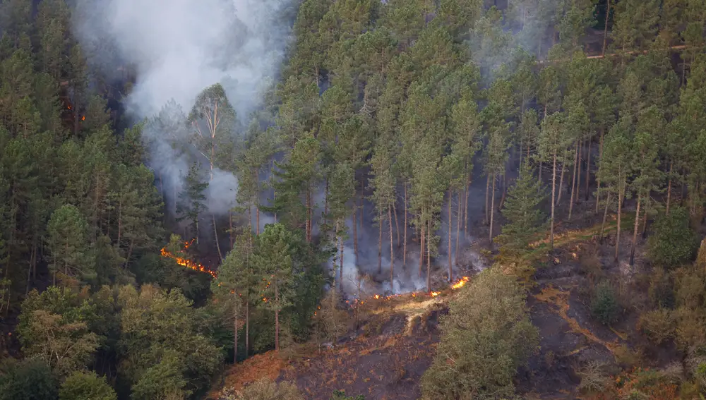 Fuego en los bosques por los incendios forestales originados esta madrugada en los municipios de Berango y La Arboleda, en Ortuella