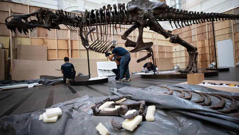 Operarios instalan el fósil de un Tiranoasaurio para su subasta